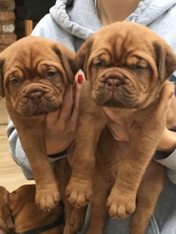 Cuccioli di bullmastiff  ( gratis)