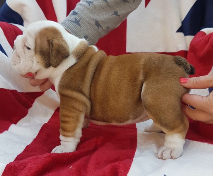 Regalo Bulldog inglese cuccioli disponibili