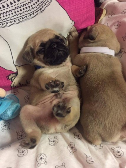 Bellissimi cuccioli carlino