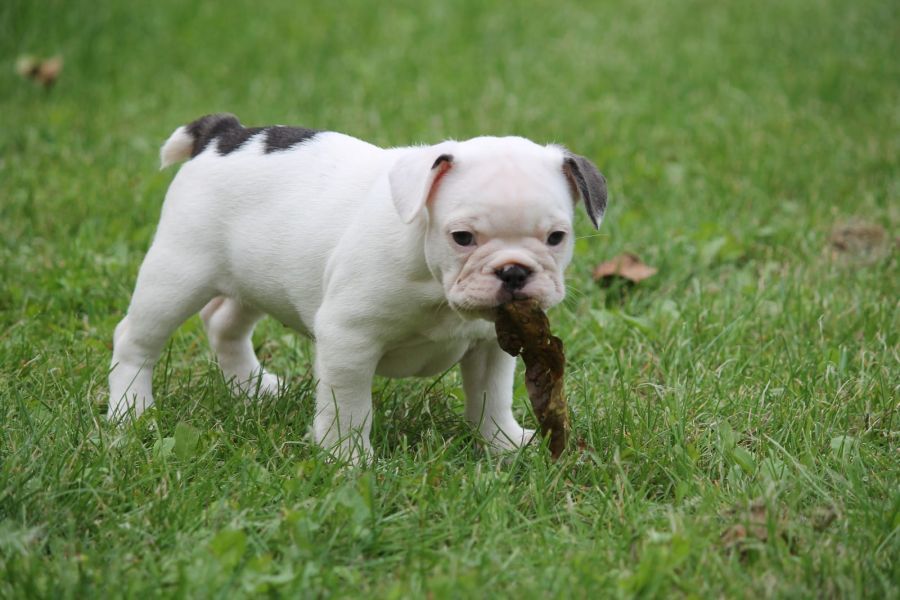  cuccioli di Bulldog Francese  ( Gratis )