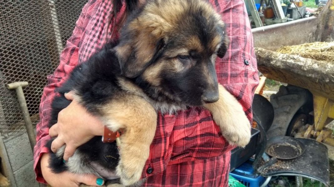 Regalo cuccioli pastore tedesco