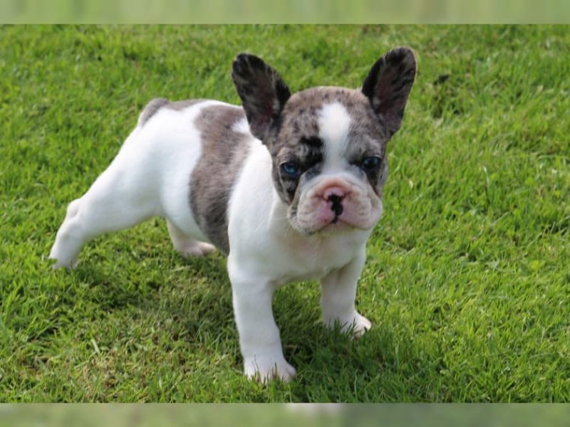 REGALO Cuccioli di Bulldog Francese