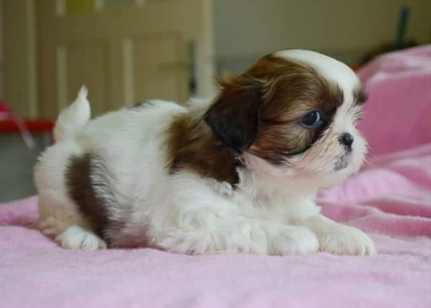  regalo cuccioli di Shih Tzu disponibili per l'adozione
