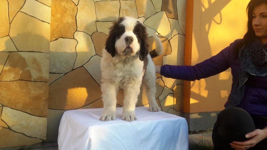  cuccioli di san bernardo ( per regalo )