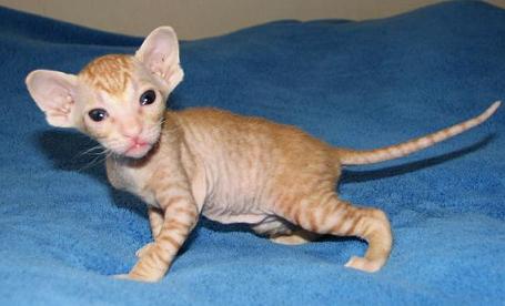 Regalo Maschio e una femmina cuccioli Sphynx per l'adozione Maschio e una femmina cuccioli Sphynx pe