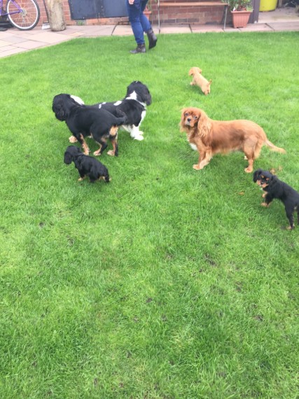 Cuccioli di cavalier king disponibili