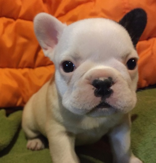  cuccioli di Bulldog Francese  ( Gratis )