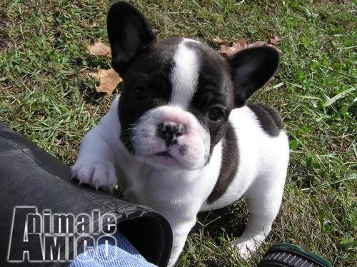 Cuccioli di bouledogue francese a Regalo