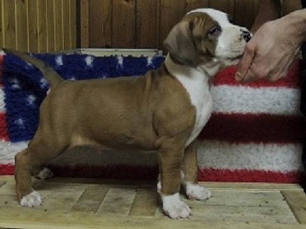 Cucciolo american staffordshire terrier