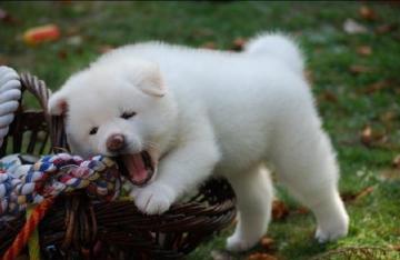 Akita Inu Cuccioli