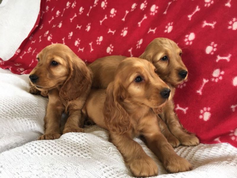 REGALO Cuccioli Coker Spaniel  i cuccioli vengono consegnati con svezzamento , primo vaccino, libret