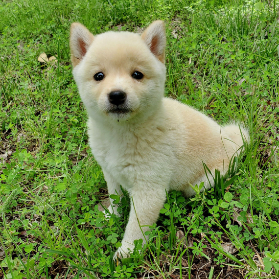 Regarlo Shiba Inu cuccioli EMAIL (canine.boutique.pro@gmail.com) Bellissima cucciolata cerca nuova f