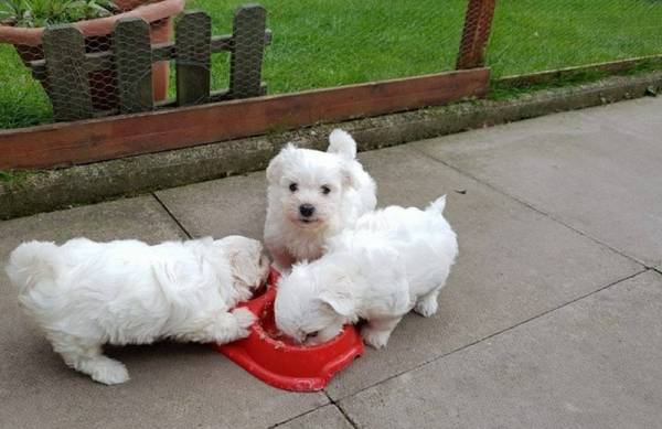 Disponibili cuccioli maltese di diverse cucciolate