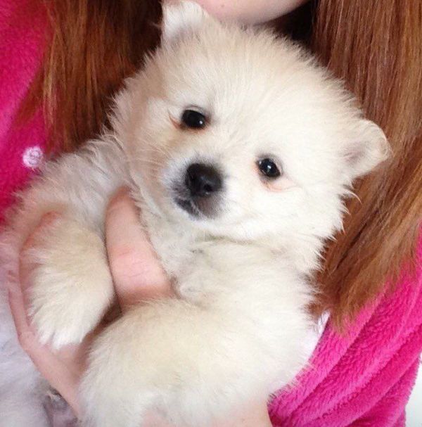  { Regalo Volpino di pomerania (spitz tedesco nano