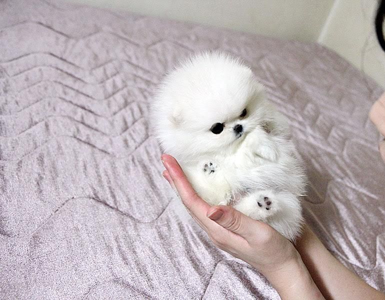 Regalo Volpini cuccioli di pomerania