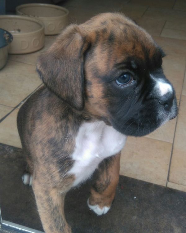 Maschio adorabile e cuccioli boxer femmina