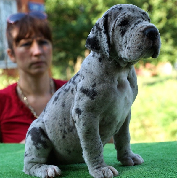  Regalo Cucciolo di Alano in pronta consegna i cuccioli verranno Dato dopo 90 giorni dalla nascita, 