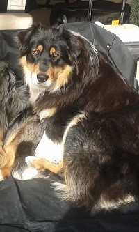 Australian Shepherd disponibile per monta