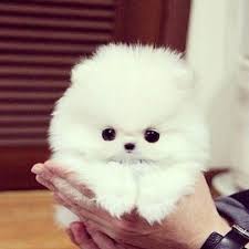  Regalo Volpini cuccioli di pomerania