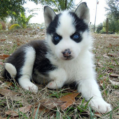 Splendidi Cuccioli di Siberian Husky 