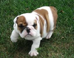 Adorabili cuccioli di bulldog femminucce e maschietti disponibili per l'adozione cuccioli sono vacci