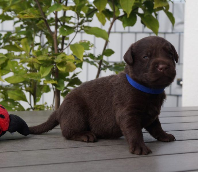   regalo cuccioli di labrador disponibili per l'adozione