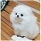 Mini cuccioli di toy te cup Cuccioli di Volpino Pomerania
