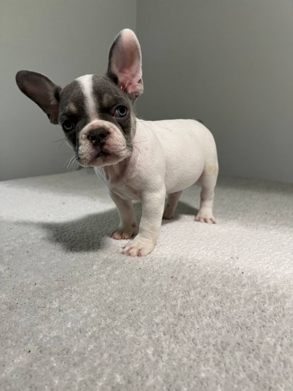  Regalo Meravigliosi cuccioli di bulldog francese  Casa cresciuto, salute garantita, vasino addestra