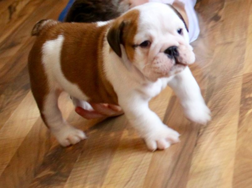 Regalo Bulldog inglese cuccioli disponibili