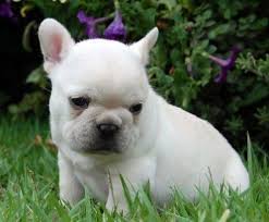 I tuoi cuccioli di bulldog francese disponibili come regali di Natale e di Capodanno ... li mordono 