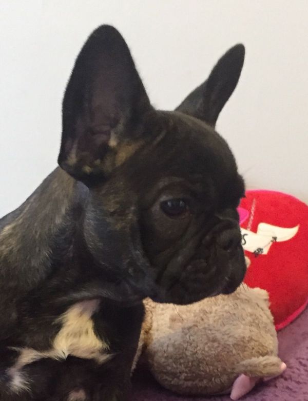 Abbiamo  splendidi cuccioli di Bouledogue Francese 