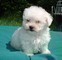 Bichon frise cuccioli con pedigree.  bichon frise cuccioli con pedigree.////