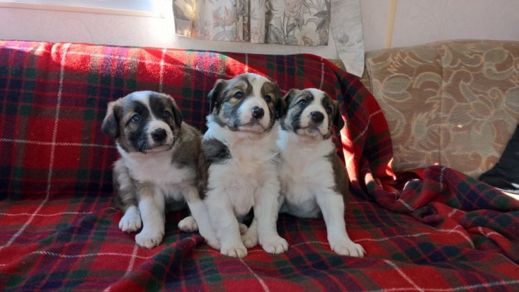Adorabili cuccioli di border collie femminucce e maschietti