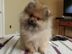  { Regalo Volpino di pomerania (spitz tedesco nano