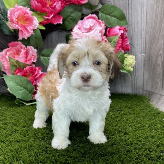 REGALO Cuccioli dolce e bella Havanese