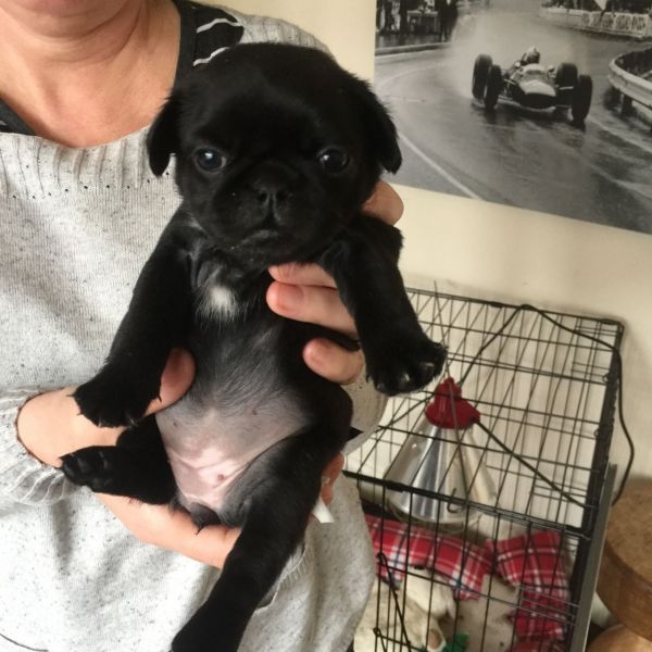Bellissimi cuccioli carlino