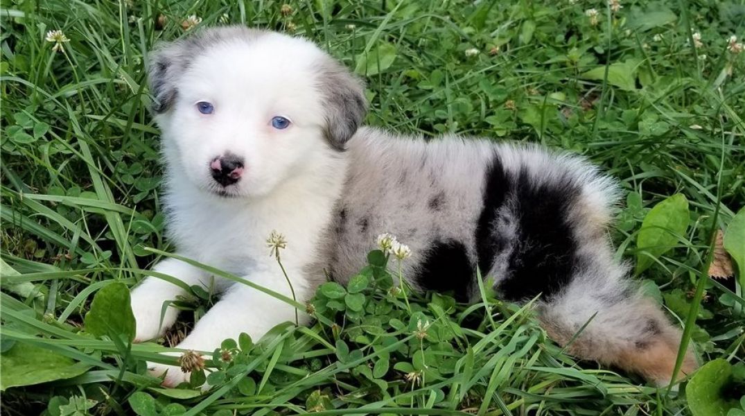 Regalo Cucciolo di Pastore australiano in pronta consegna