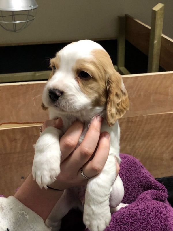 Cocker Spaniel cuccioli