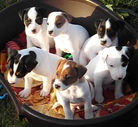  regalo cuccioli di jack russell terrier disponibili per l'adozione