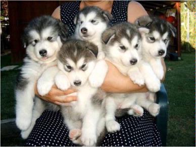   Regalo Siberian Husky cuccioli, maschio e femmina