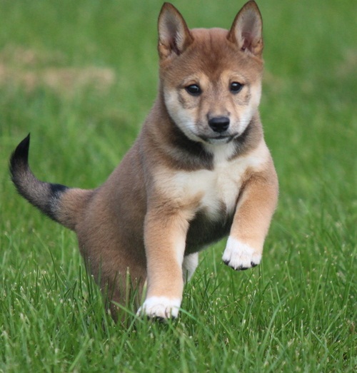 REGALO Cuccioli Shiba Inu