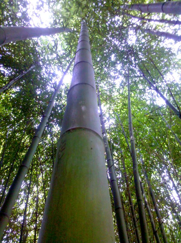 Canne di bamb, bamboo diametri dai 2 ai 10 cm vendesi.