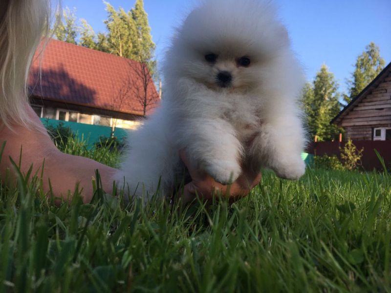 Regalo Volpini cuccioli di pomerania