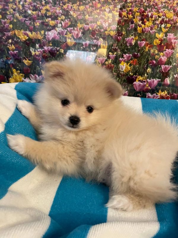 Bellissimi cuccioli di Volpino Pomerania E-MAIL  (marieiris783@gmail.com)