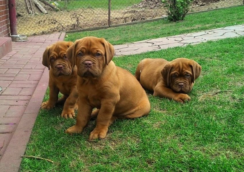  cuccioli di dogue bordeaux per adozione ( maschio e femmina )