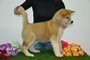Disponibili cuccioli di Akita Inu maschi e femmine  disponibili cuccioli di Akita Inu maschi e femmi
