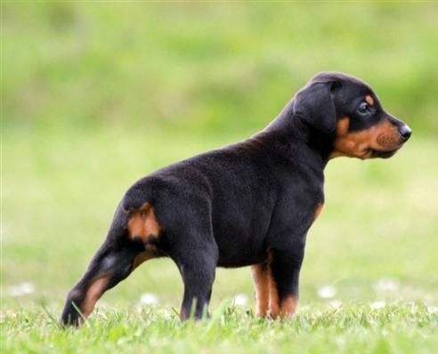 Cuccioli di PINSCHER DOBERMAN femminucce e maschietti disponibili per l'adozione