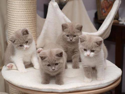 GATTINI BRITISH SHORTHAIR, PEDIGREE (IN REGALO)   Disponibili subito bellissimi gattini british shor