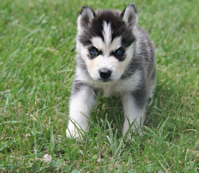  cuccioli di Sibarian husky  per adozione ( maschio e femmina )
