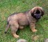Cuccioli di leonberger maschio e femmina disponibili